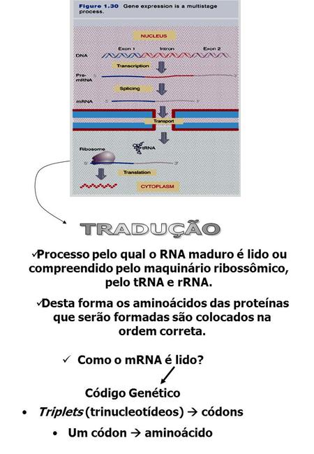 TRADUÇÃO Processo pelo qual o RNA maduro é lido ou