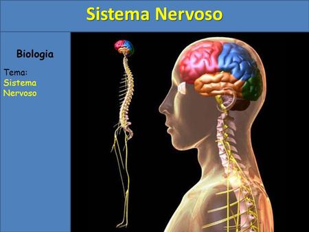 Sistema Nervoso Biologia Tema: Sistema Nervoso.