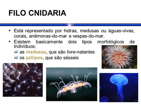 FILO CNIDARIA Está representado por hidras, medusas ou águas-vivas, corais, anêmonas-do-mar e vespas-do-mar. Existem basicamente dois tipos morfológicos.