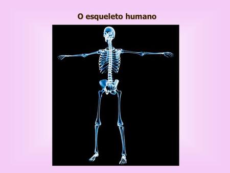 O esqueleto humano.