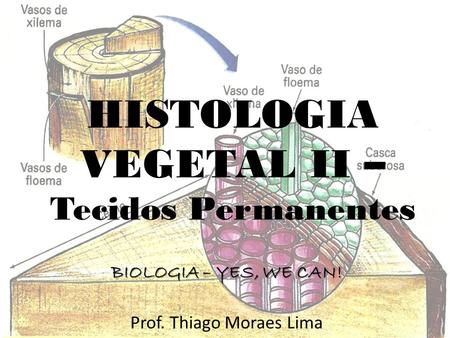 HISTOLOGIA VEGETAL II – Tecidos Permanentes