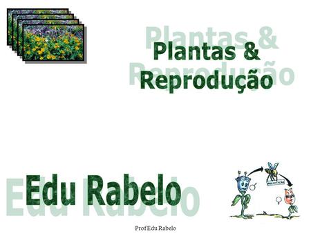 Plantas & Reprodução Edu Rabelo Prof Edu Rabelo.