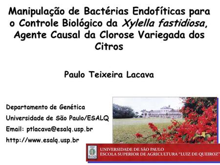Manipulação de Bactérias Endofíticas para o Controle Biológico da Xylella fastidiosa, Agente Causal da Clorose Variegada dos Citros Paulo Teixeira Lacava.
