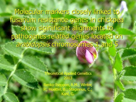 Molecular markers closely linked to fusarium resistance genes in chickpea show siginificant alignments to pathogenes-related genes located on arabidopsis.