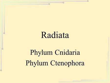 Phylum Cnidaria Phylum Ctenophora