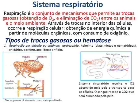 Sistema respiratório Tipos de trocas gasosas ou hematose