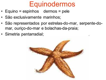 Equinodermos Equino = espinhos dermos = pele