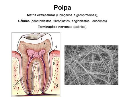 Polpa Matriz extracelular (Colágenos e glicoproteínas),