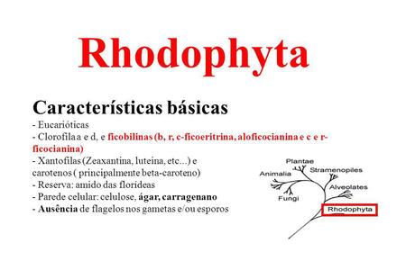 Rhodophyta Características básicas - Eucarióticas