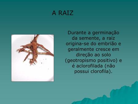 A RAIZ Durante a germinação da semente, a raiz origina-se do embrião e geralmente cresce em direção ao solo (geotropismo positivo) e é aclorofilada (não.