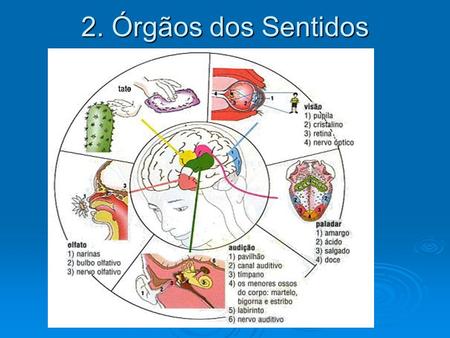 2. Órgãos dos Sentidos.