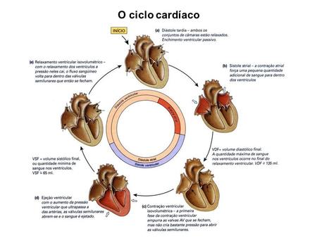 O ciclo cardíaco.