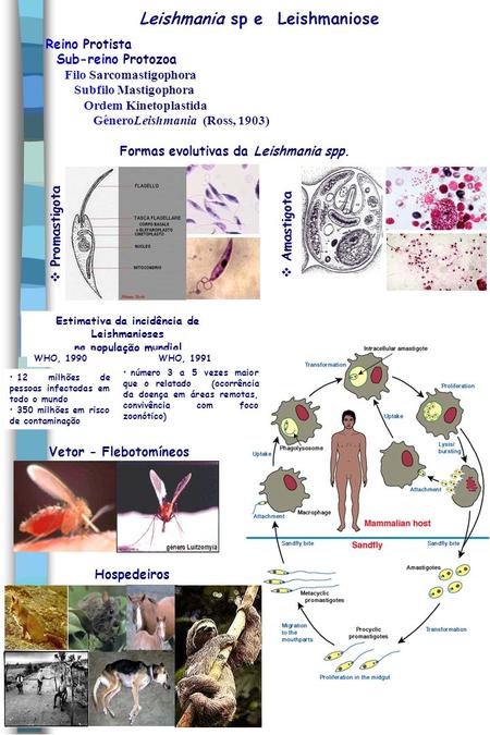 Leishmania sp e Leishmaniose Formas evolutivas da Leishmania spp.