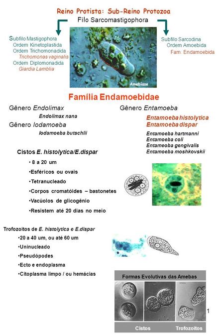 Reino Protista: Sub-Reino Protozoa Formas Evolutivas das Amebas