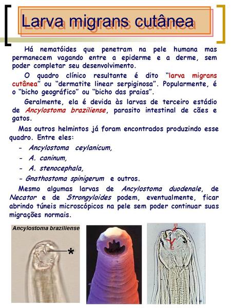Larva migrans cutânea Há nematóides que penetram na pele humana mas permanecem vagando entre a epiderme e a derme, sem poder completar seu desenvolvimento.