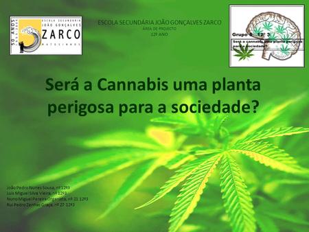 Será a Cannabis uma planta perigosa para a sociedade?