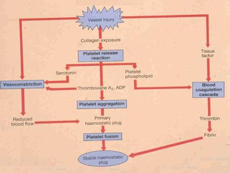 HEMOSTASE Fase vascular (vasoconstrição) Fase plaquetária (formação do trombo de plaquetas) Fase plasmática (formação do coágulo de fibrina)
