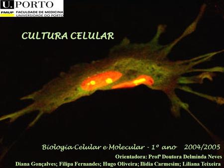 CULTURA CELULAR Biologia Celular e Molecular - 1º ano 2004/2005