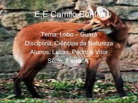 E.E Camilo Bonfim Tema: Lobo – Guará Disciplina: Ciências da Natureza