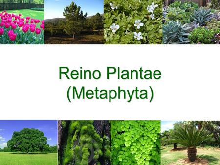 Reino Plantae (Metaphyta)