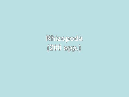 Rhizopoda (200 spp.).
