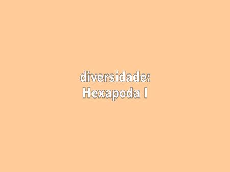 Diversidade: Hexapoda I.