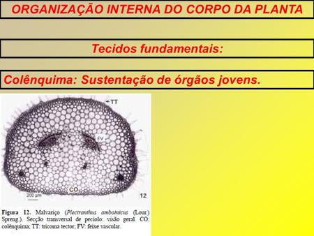 ORGANIZAÇÃO INTERNA DO CORPO DA PLANTA Tecidos fundamentais: