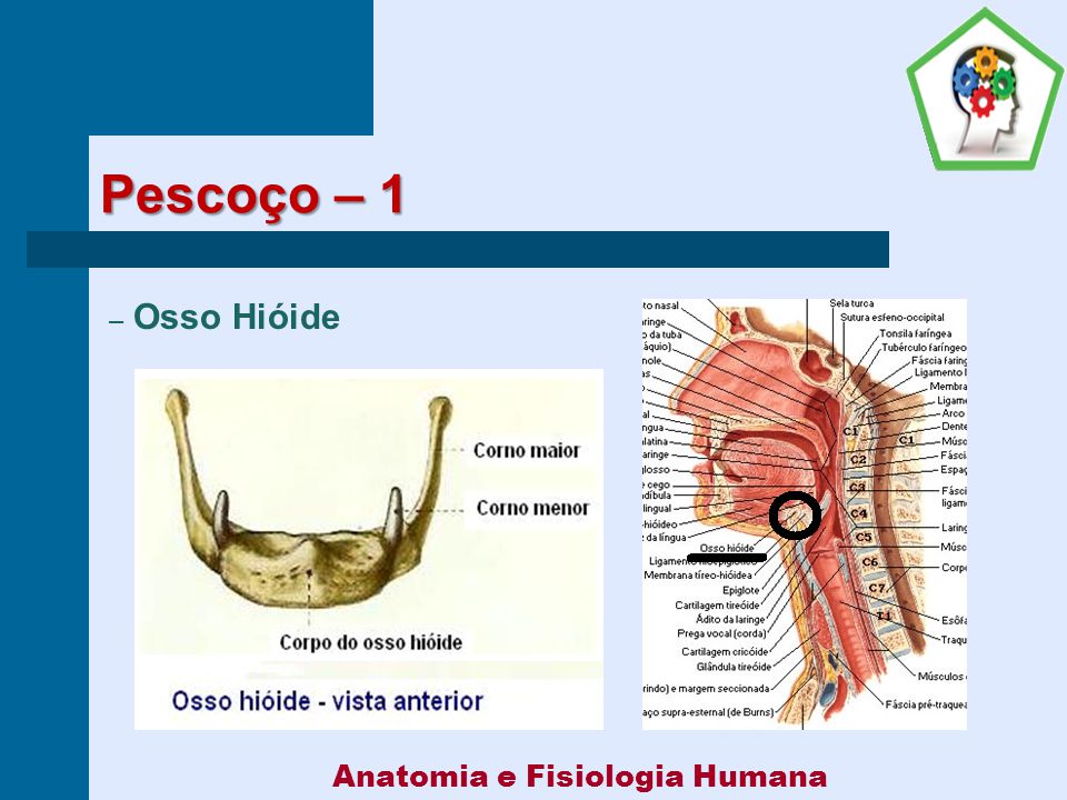 Anatomia e fisiologia animal e humana