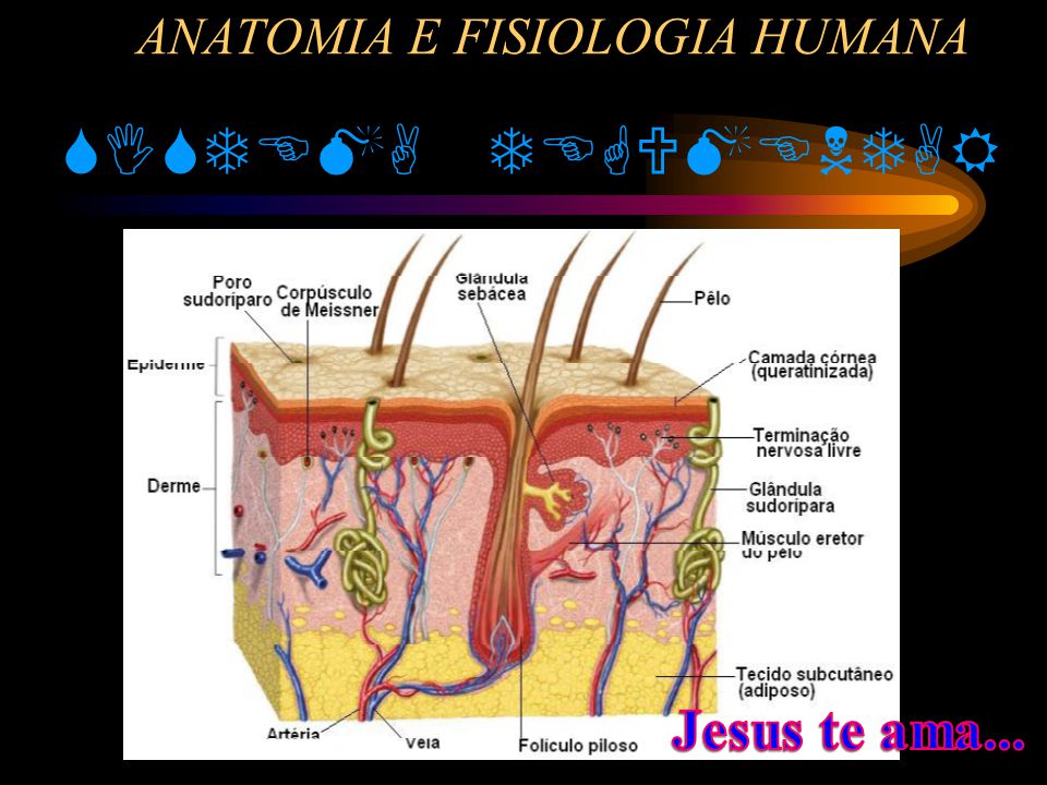 O que é anatomia e fisiologia humana