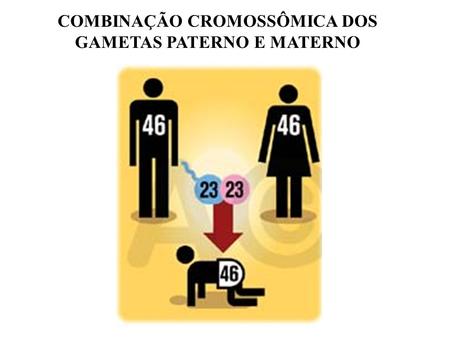 COMBINAÇÃO CROMOSSÔMICA DOS GAMETAS PATERNO E MATERNO
