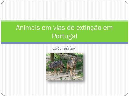 Lobo Ibérico Animais em vias de extinção em Portugal.
