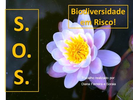 S.O.S. Biodiversidade em Risco! Trabalho realizado por: Diana Ferreira e Soraia.