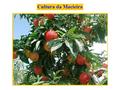 1970 – 1980 1981 – 2000 2001 – 2006 o desenvolvimento da cultura da maçã no Brasil é um exemplo real da possibilidade de substituição de importações.