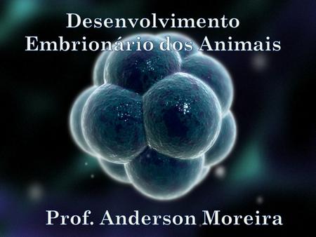 Desenvolvimento Embrionário dos Animais