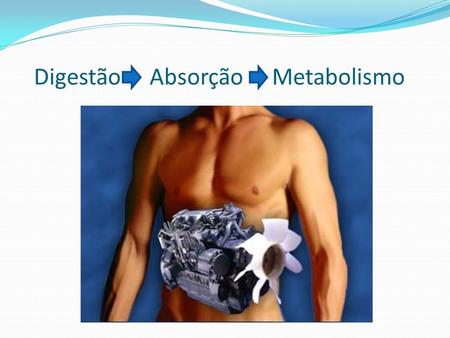 Digestão Absorção Metabolismo