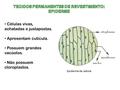 TECIDOS PERMANENTES DE REVESTIMENTO: EPIDERME