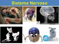 Sistema Nervoso RIC@RDINHO BALA 2011.
