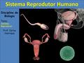 Sistema Reprodutor Humano Disciplina de Biologia