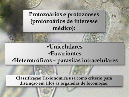 Unicelulares Eucariontes Heterotróficos – parasitas intracelulares Unicelulares Eucariontes Heterotróficos – parasitas intracelulares Classificação Taxionômica.
