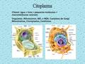 Citoplasma Citosol: água + íons + pequenas moléculas + macromóléculas solúveis Organelas: Ribossomos, REL e RER, Complexo de Golgi, Mitocôndrias, Cloroplastos,