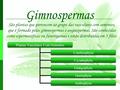 Gimnospermas São plantas que pertencem ao grupo das vasculares com sementes, que é formado pelas gimnospermas e angiospermas. São conhecidas como espermatófitas.