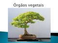  Os vegetais apresentam, na sua organização geral, órgãos essencialmente vegetativos, como raiz, caule e folhas.  A raiz é um órgão da planta que desempenha.