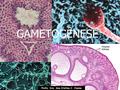 GAMETOGÊNESE Profa. Dra. Ana Cristina C. Vianna. GAMETOGÊNESE MEIOSE A gametogênese é o processo de formação e desenvolvimento dos gametas ou células.
