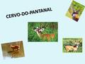 CERVO-DO-PANTANAL Características: -É herbívoro; -Pesa de 100 kg a 150 kg; -Mede de 1,1 a 1,2 metros; -Possui pelagem comprida e áspera; -Cria um filhote.