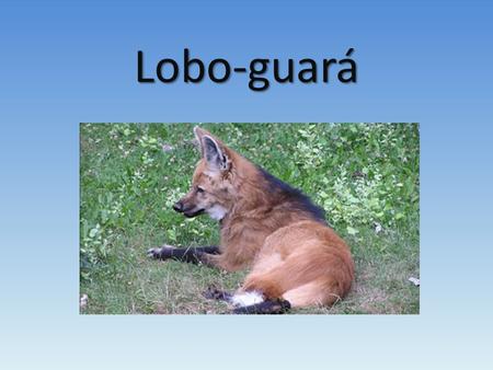 Lobo-guará. Lobo-guará Quando filhote, o lobo-guará pesa 350 g; Sua gestação é de 62 a 66 dias; Ele come pequenas cutias, pacas, aves, répteis e algumas.