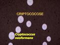 CRIPTOCOCOSE Cryptococcus neoformans. Criptococose Agente etiológico: Cryptococcus neoformans (levedura) ‏ C.neoformans variedade grubii (sorotipos A);