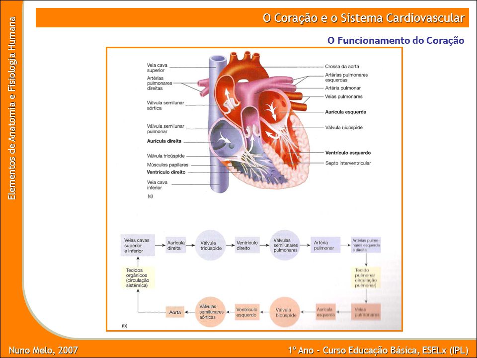 Coração fisiologia e anatomia