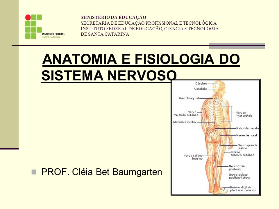 Anatomia e fisiologia do sistema nervoso humano
