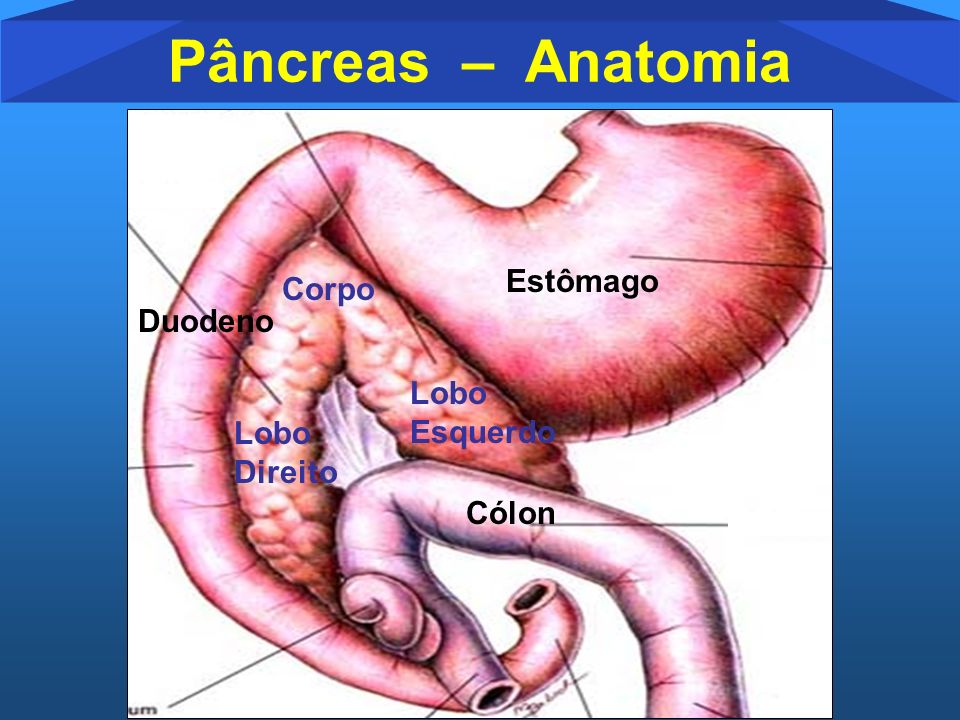 Anatomia e fisiologia do pancreas