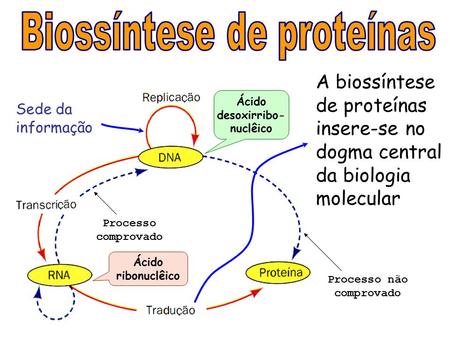 A biossíntese de proteínas insere-se no dogma central da biologia molecular Sede da informação Processo comprovado Processo não comprovado Ácido desoxirribo-